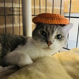 Gracie Mae C65424, Adoptable, Senior Female Domestic Short Hair.