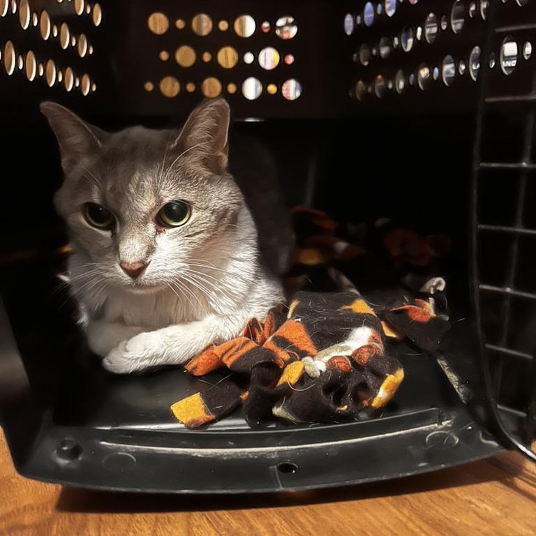 Enlarge Gracie Mae C65424, a Adoptable Domestic Short Hair in Minnetonka, MN image 2/6
