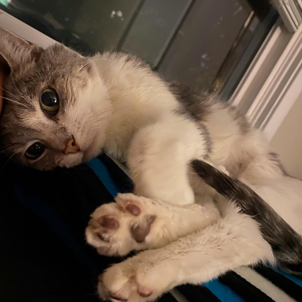 Enlarge Gracie Mae C65424, a Adoptable Domestic Short Hair in Minnetonka, MN image 3/6