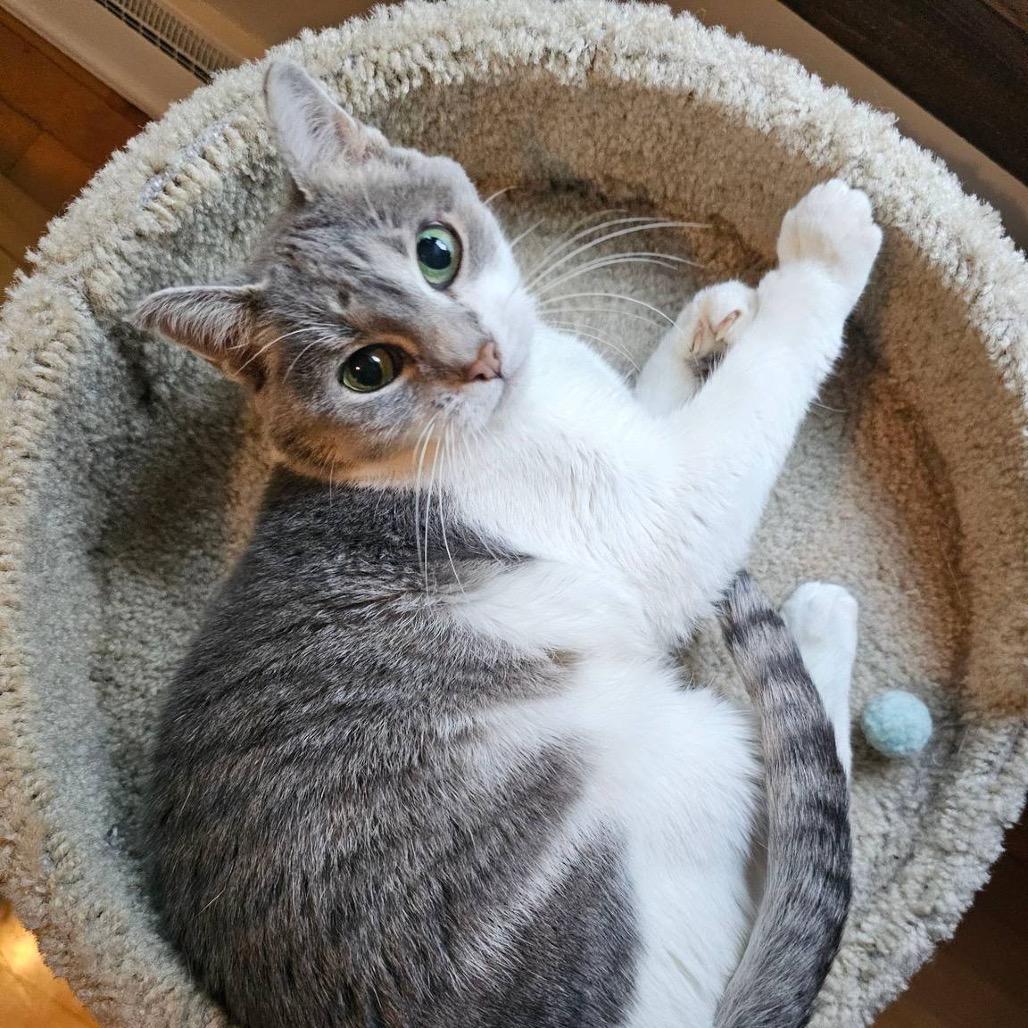 Enlarge Gracie Mae C65424, a Adoptable Domestic Short Hair in Minnetonka, MN image 4/6