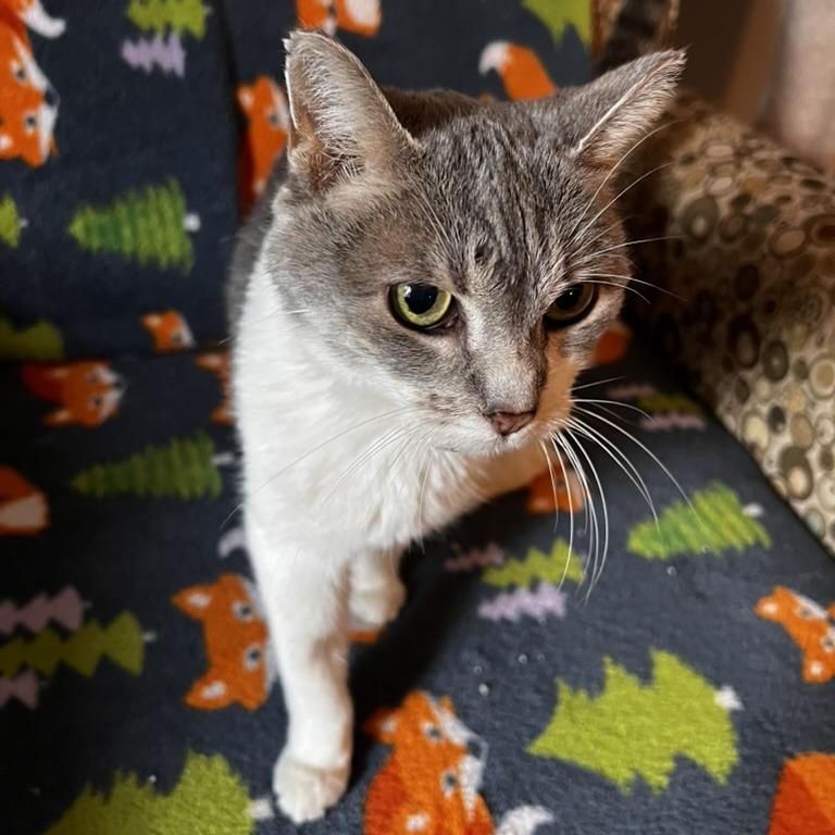 Enlarge Gracie Mae C65424, a Adoptable Domestic Short Hair in Minnetonka, MN image 5/6