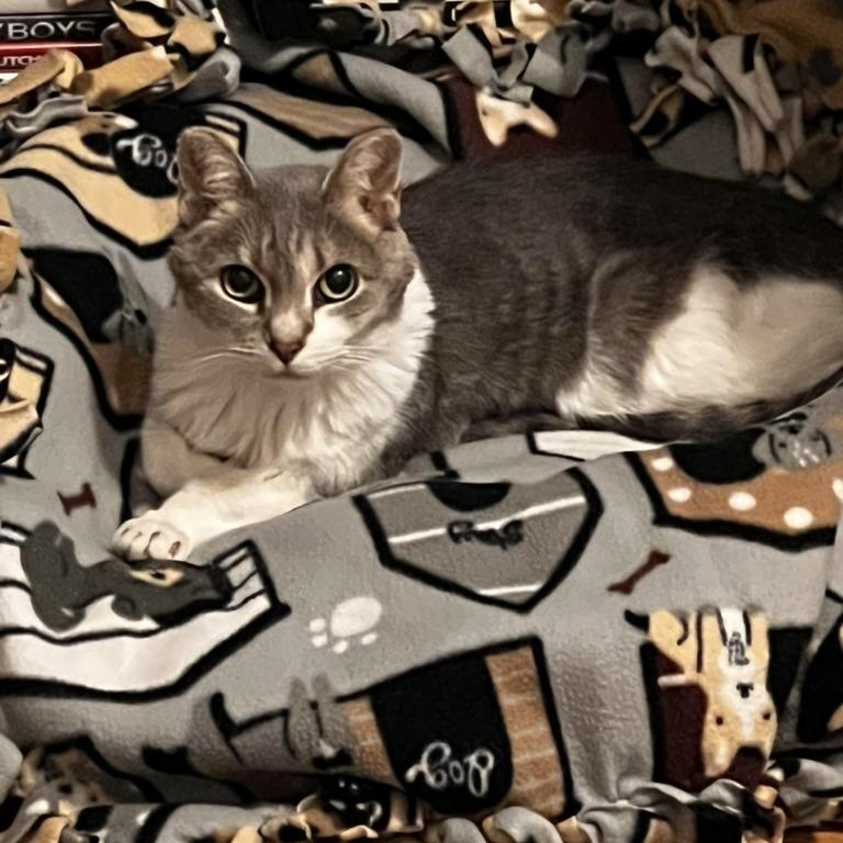 Enlarge Gracie Mae C65424, a Adoptable Domestic Short Hair in Minnetonka, MN image 6/6