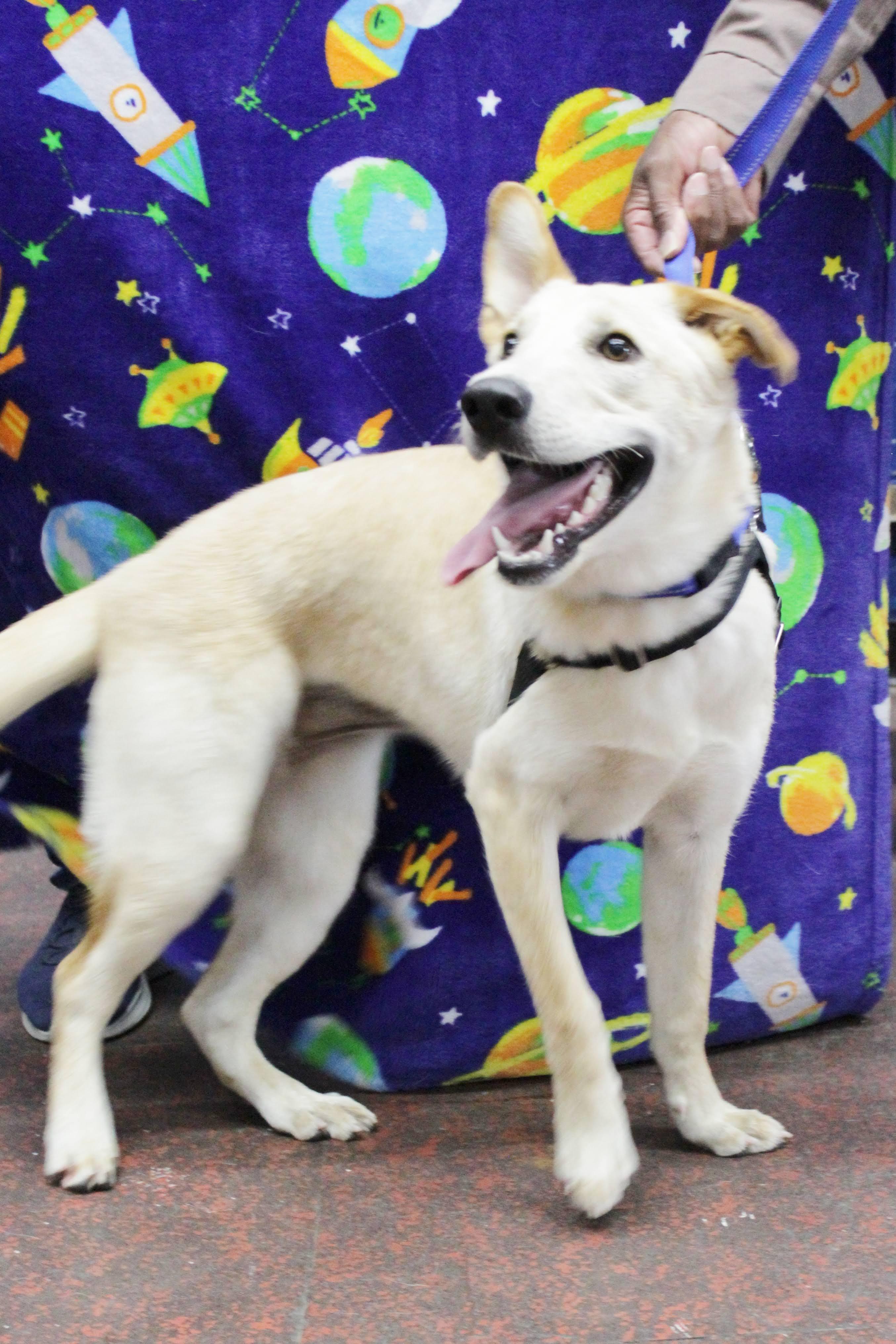 Galaxy, Adoptable, Adult Female Golden Retriever & Labrador Retriever.