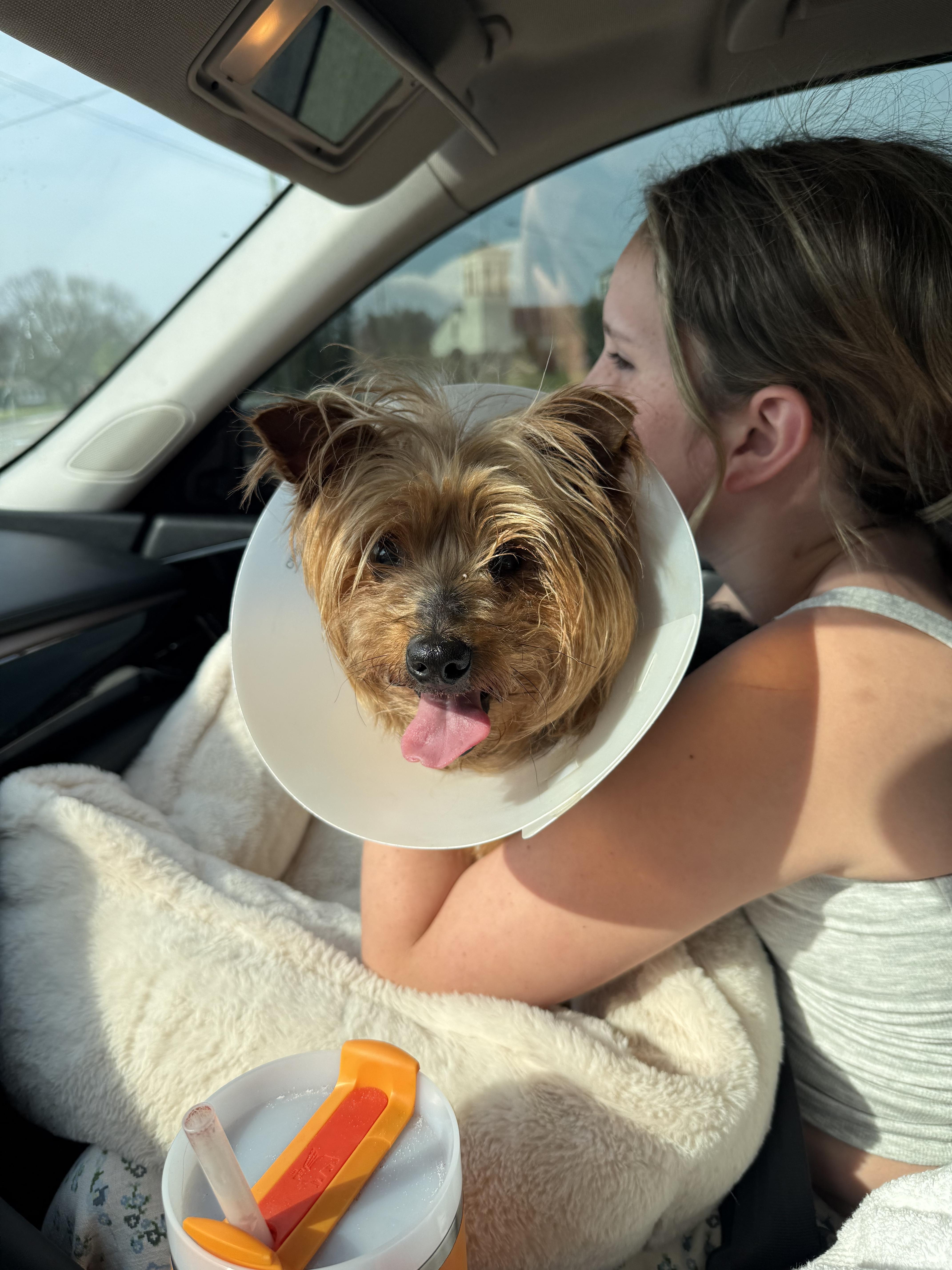 New Yorkie, Adopted, Senior Female Yorkshire Terrier.