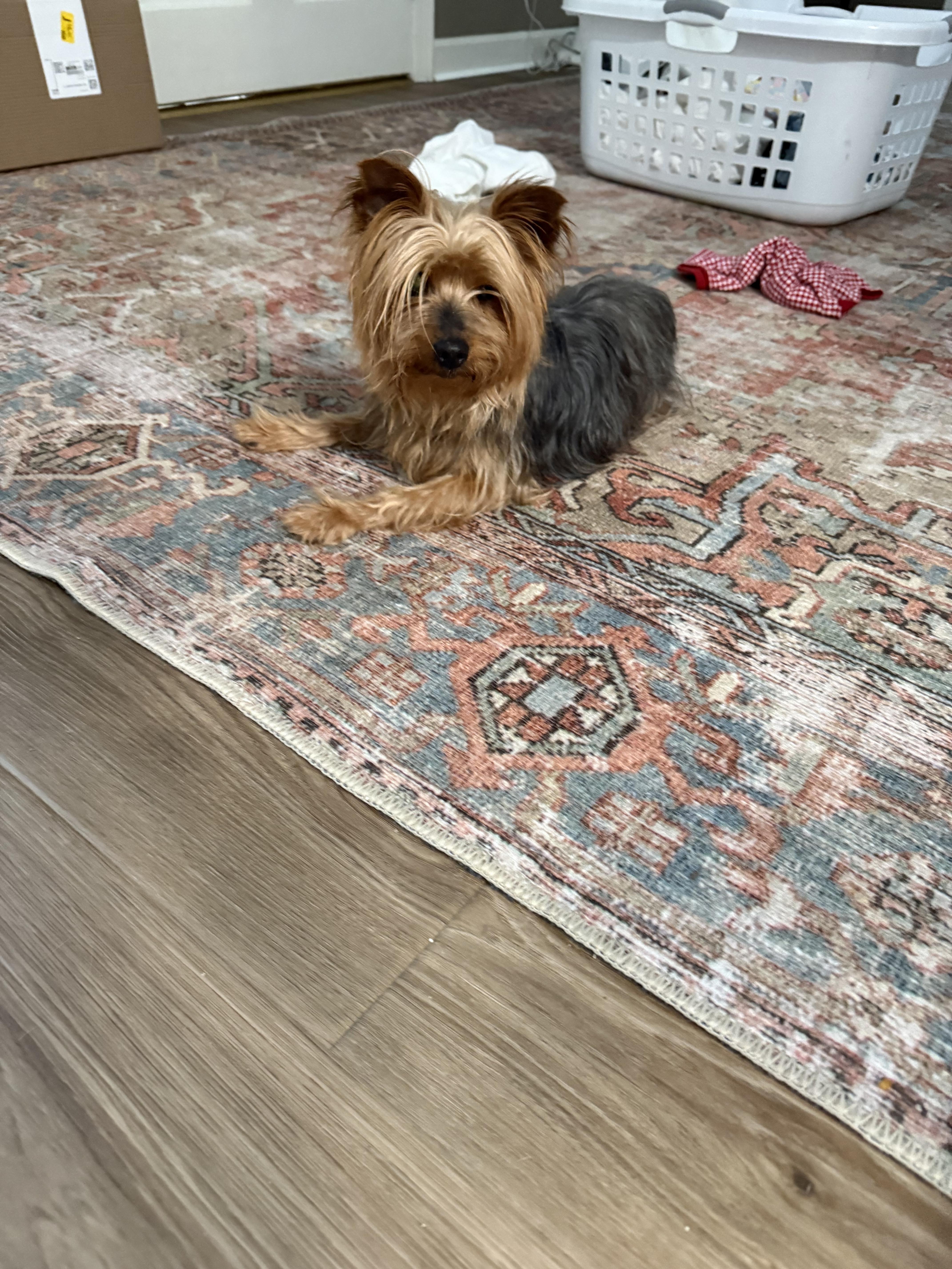 Enlarge New Yorkie, a Adopted mixed breed in Knoxville, TN image 2/2