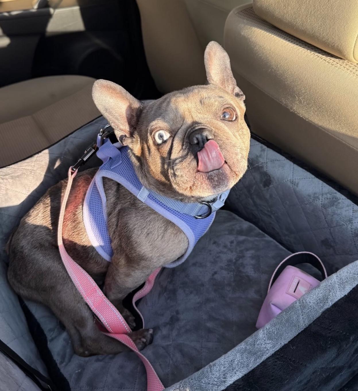 Enlarge Kali, a Adoptable French Bulldog in Richmond, VA image 3/6