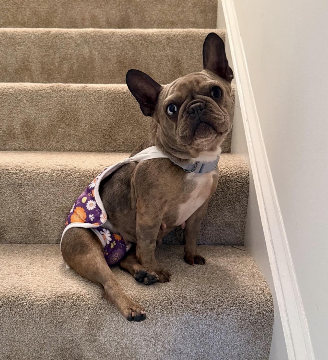 Enlarge Kali, a Adoptable French Bulldog in Richmond, VA image 5/6