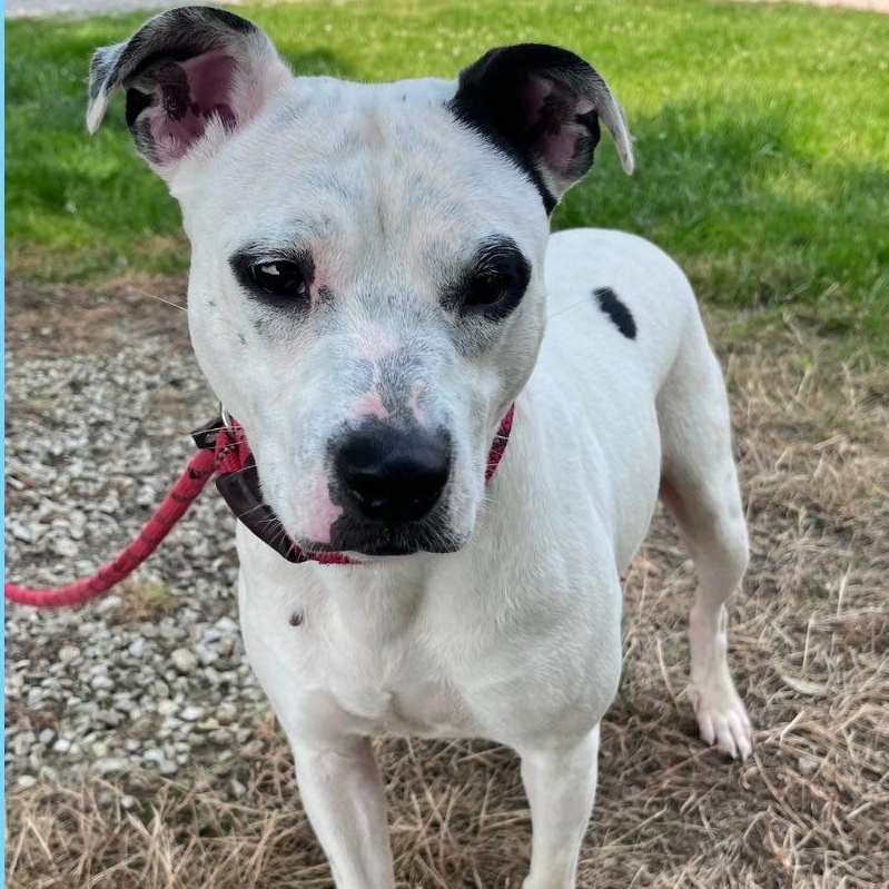 Enlarge Nellie, a Adoptable Pit Bull Terrier in Paris, IL image 1/1