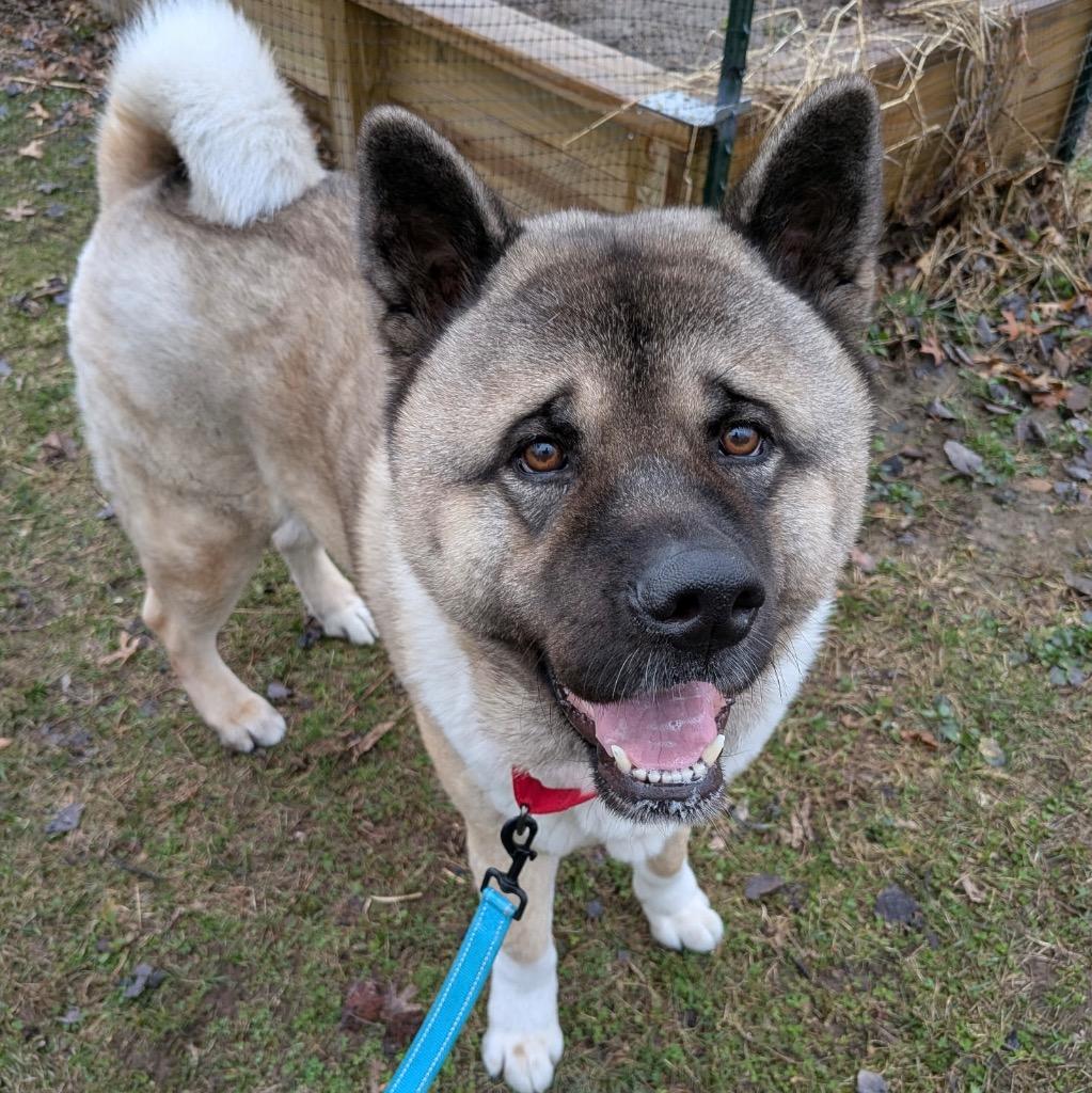 Enlarge Mongo, a ADOPTABLE Akita in Amery, WI image 2/2