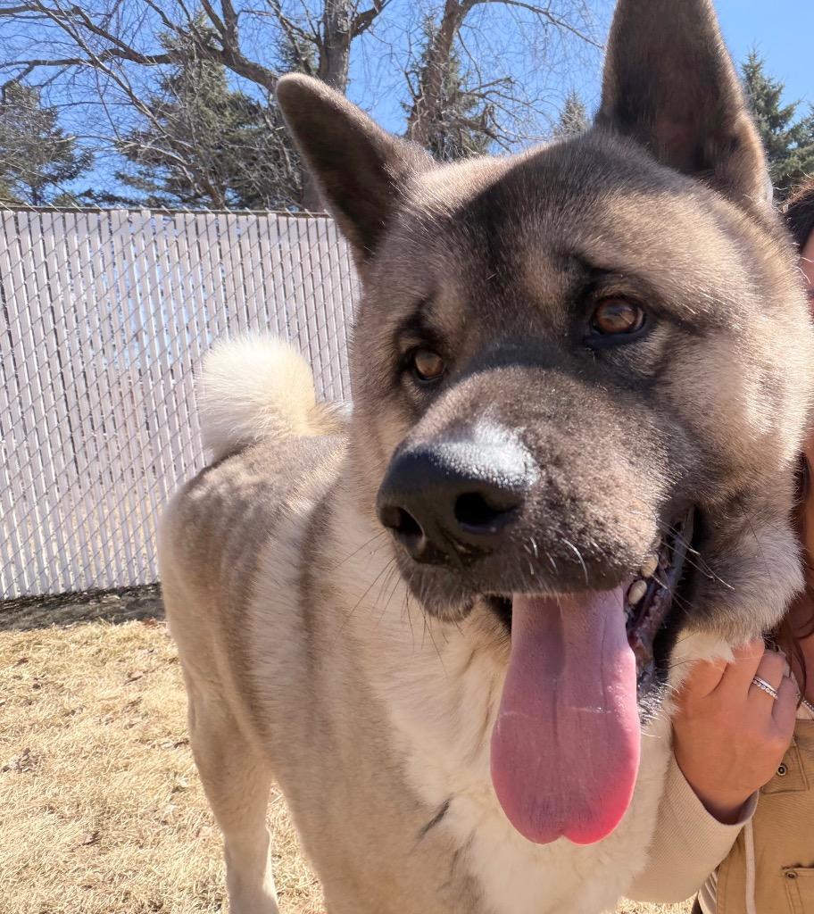 Mongo, ADOPTABLE, Adult Male Akita.