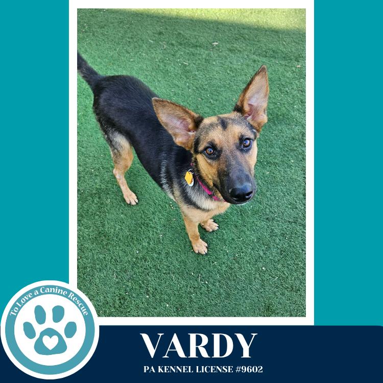 Vardy 041826, Adoptable, Young Female German Shepherd Dog.