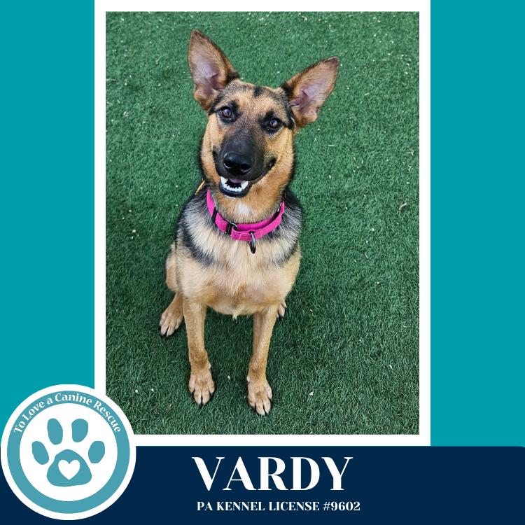 Enlarge Vardy 041826, a Adoptable German Shepherd Dog in Kimberton, PA image 2/4