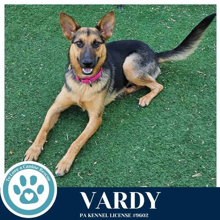 Enlarge Vardy 041826, a Adoptable German Shepherd Dog in Kimberton, PA image 3/4