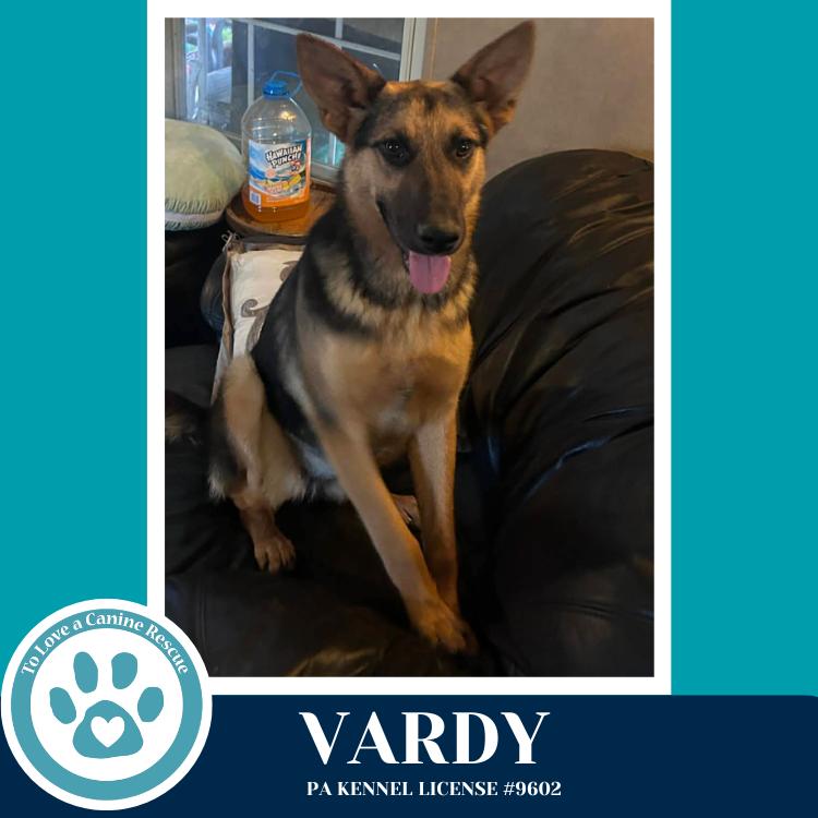Enlarge Vardy 041826, a Adoptable German Shepherd Dog in Kimberton, PA image 4/4