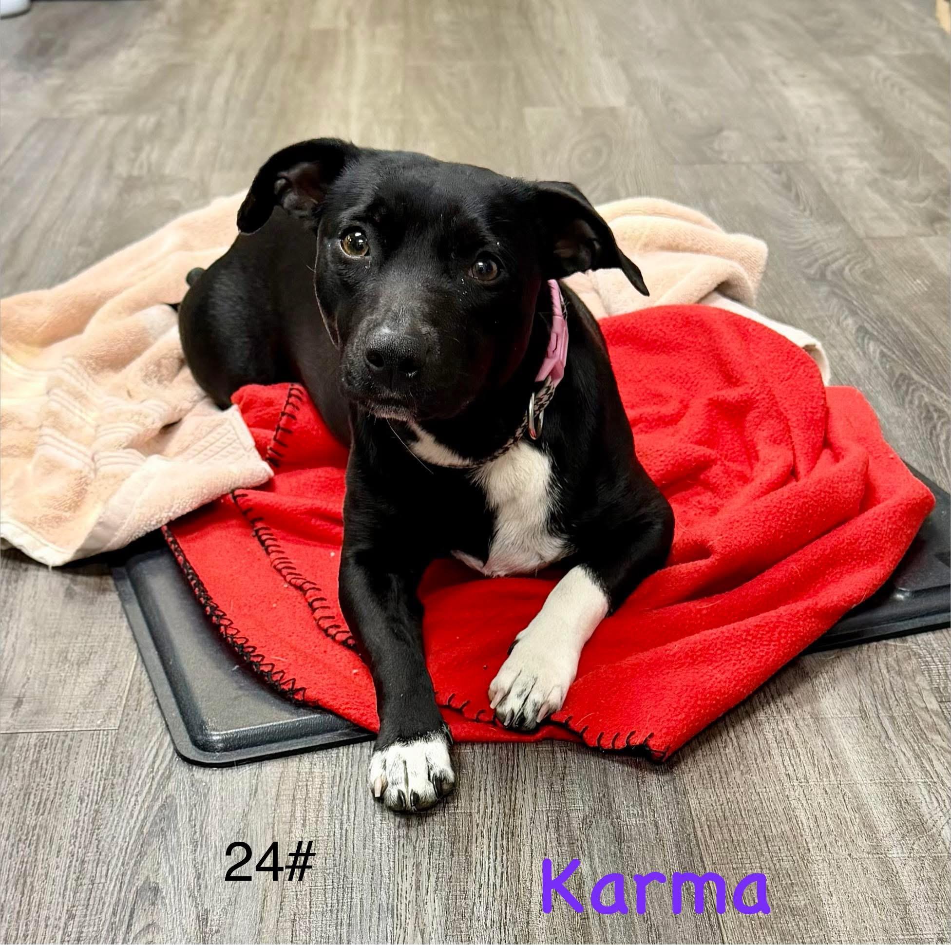 Karma , ADOPTABLE, Young Female Terrier.
