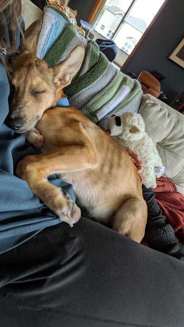 Enlarge Roo, a ADOPTABLE mixed breed in Seattle, WA image 5/6