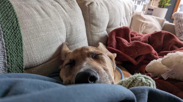 Enlarge Roo, a ADOPTABLE mixed breed in Seattle, WA image 3/6