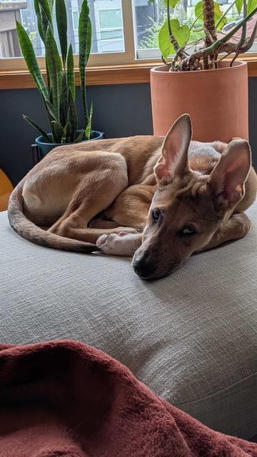 Enlarge Roo, a ADOPTABLE mixed breed in Seattle, WA image 6/6