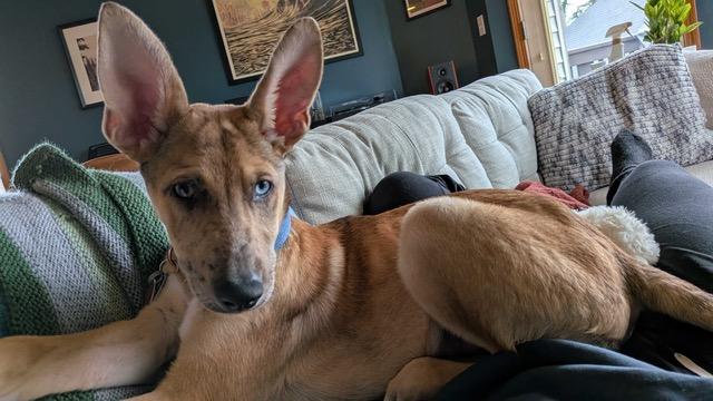 Roo, ADOPTABLE, Puppy Male German Shepherd Dog & Catahoula Leopard Dog.