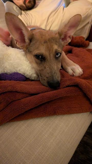 Enlarge Roo, a ADOPTABLE mixed breed in Seattle, WA image 4/6