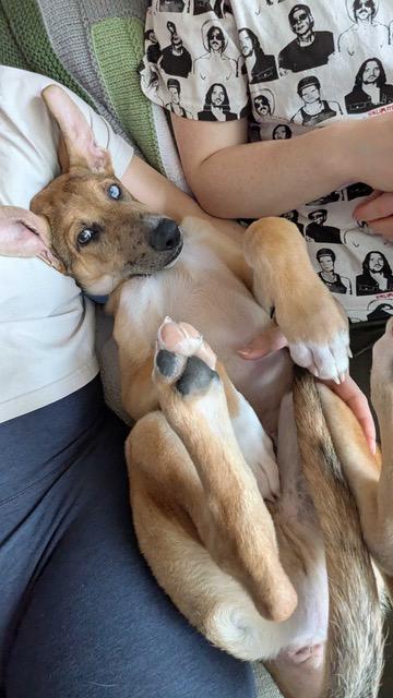 Enlarge Roo, a ADOPTABLE mixed breed in Seattle, WA image 2/6