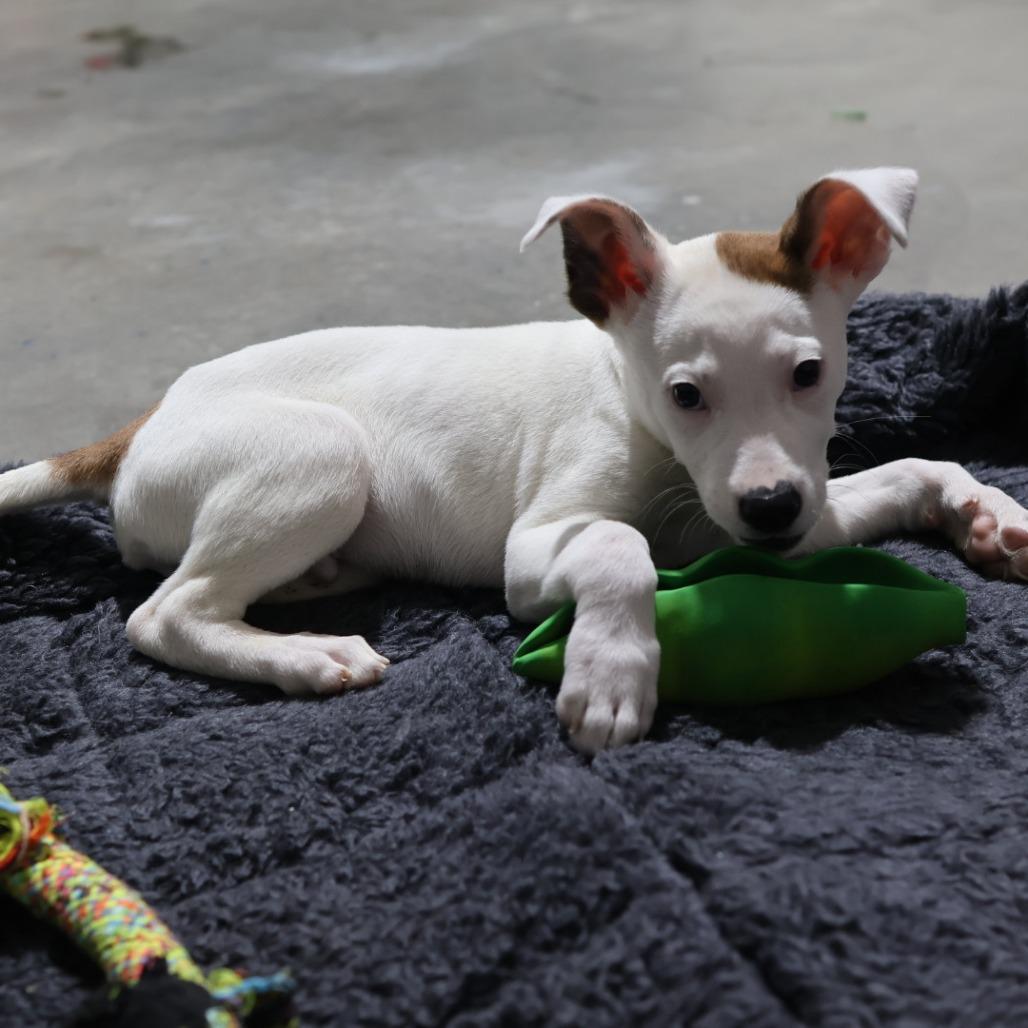 Pookie, Adoptable, Puppy Male Pit Bull Terrier.
