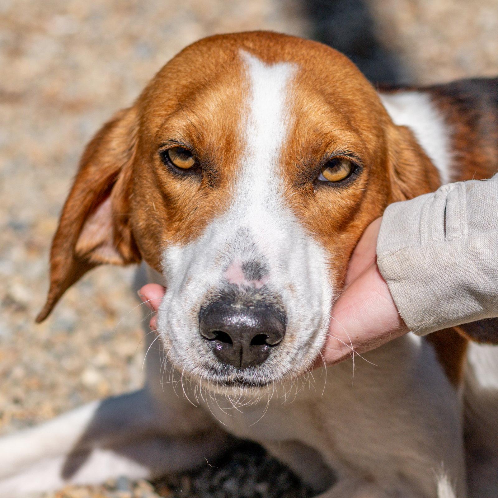 Buck, a Adopted Hound in Hilton Head Island, SC image 1/3