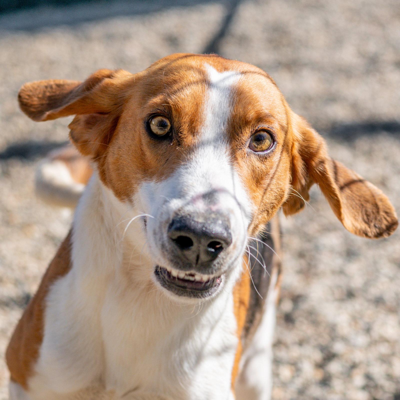 Buck, a Adopted Hound in Hilton Head Island, SC image 2/3