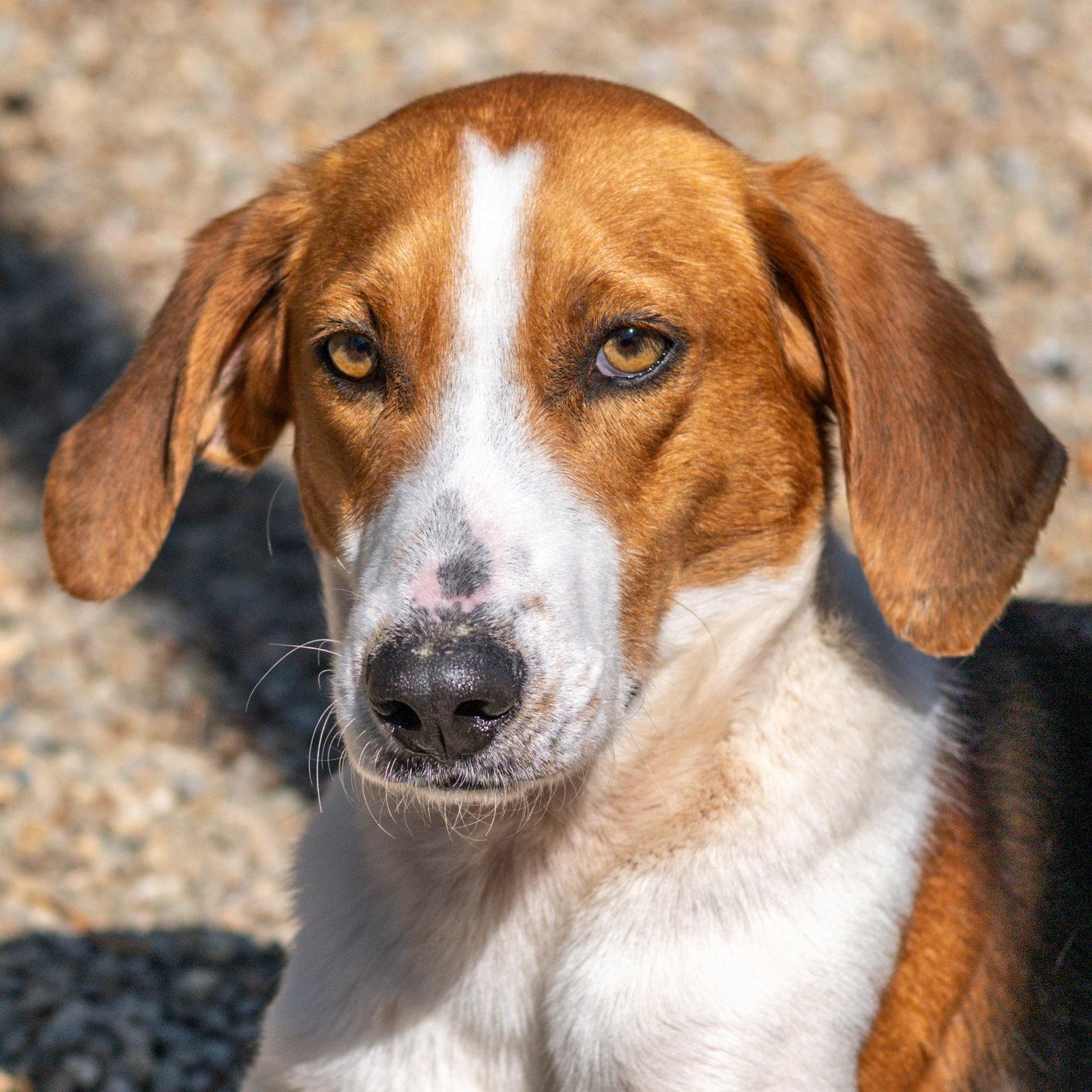 Buck, a Adopted Hound in Hilton Head Island, SC image 3/3