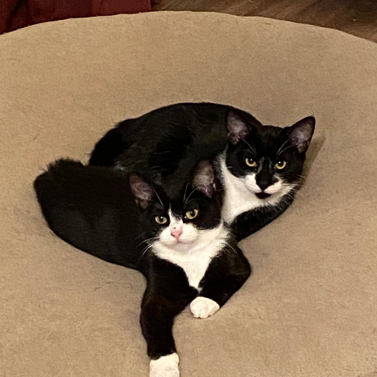 Enlarge Whiskers and Mickey, a Adopted Tuxedo in Denver, CO image 1/1