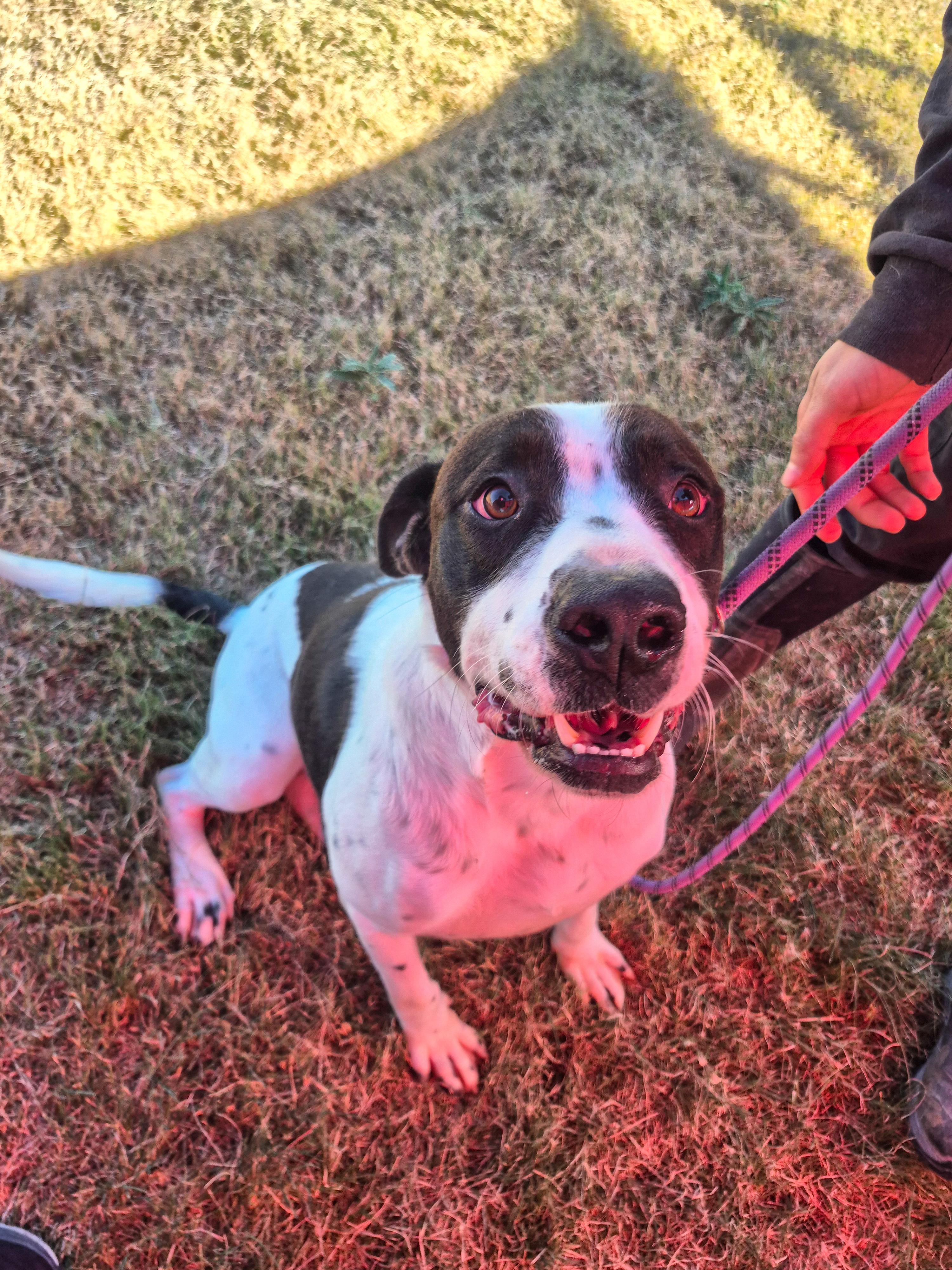 Balto — thumbnail 4