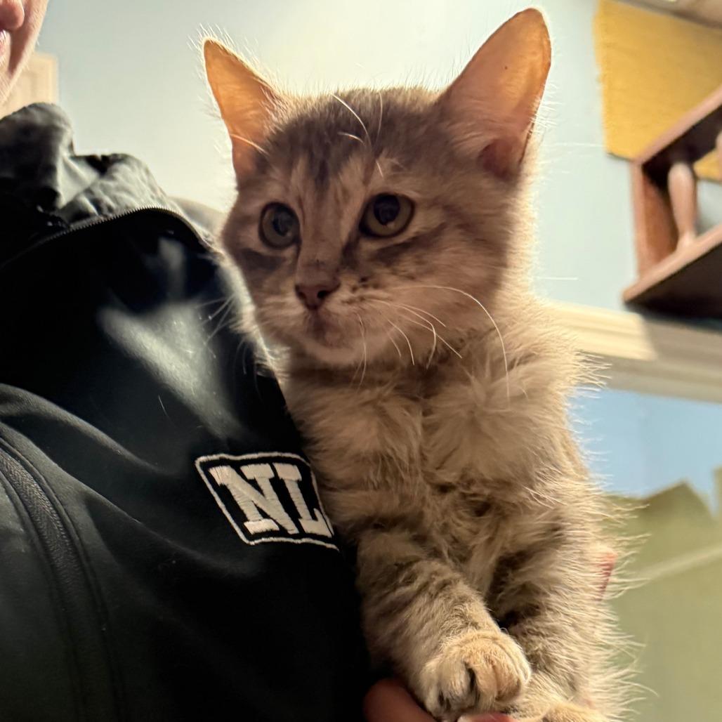 Soup C25-306, Adoptable, Kitten Female Domestic Long Hair.