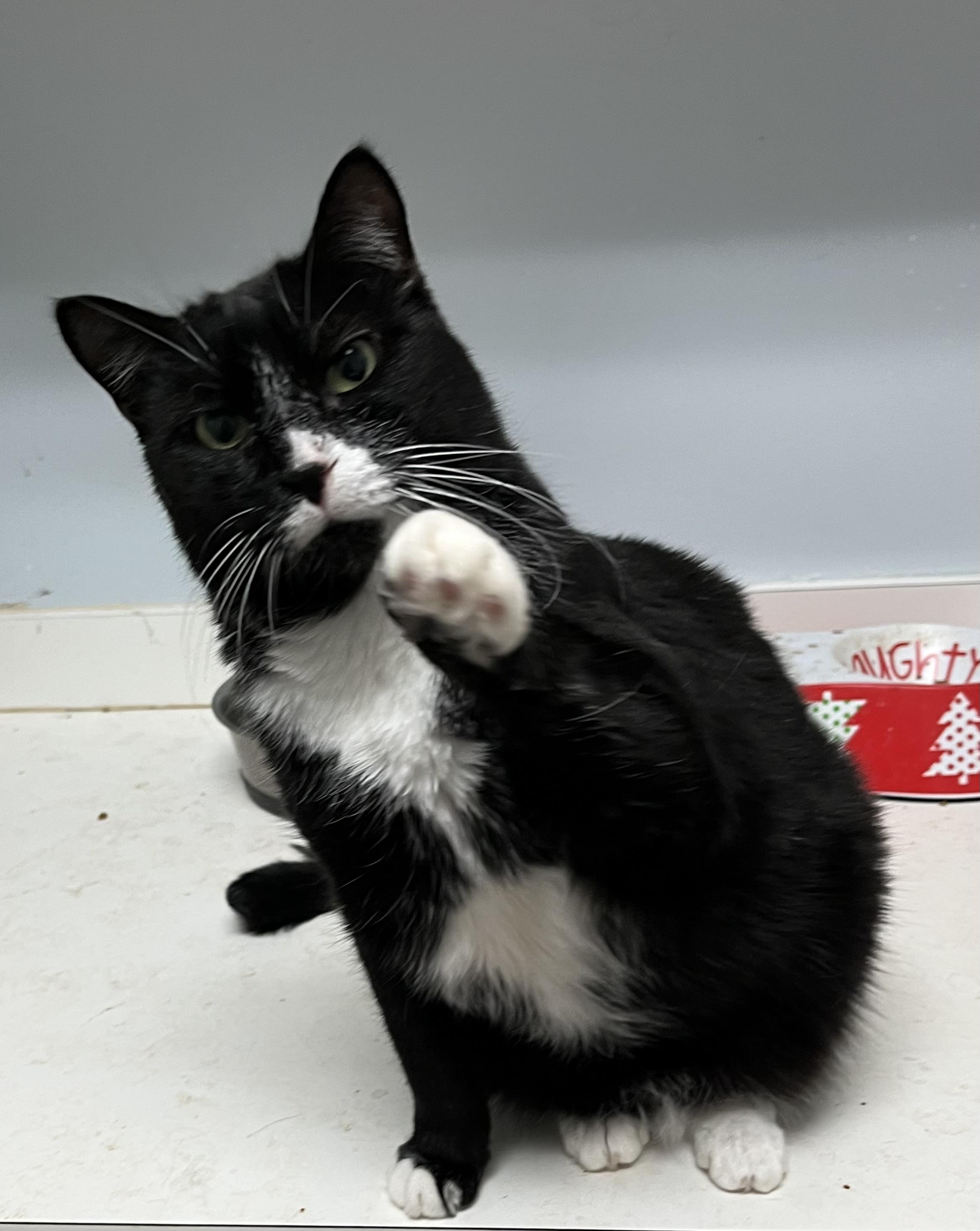 Mikey LOVE BUG, a Adoptable mixed breed in Mobile, AL image 4/5