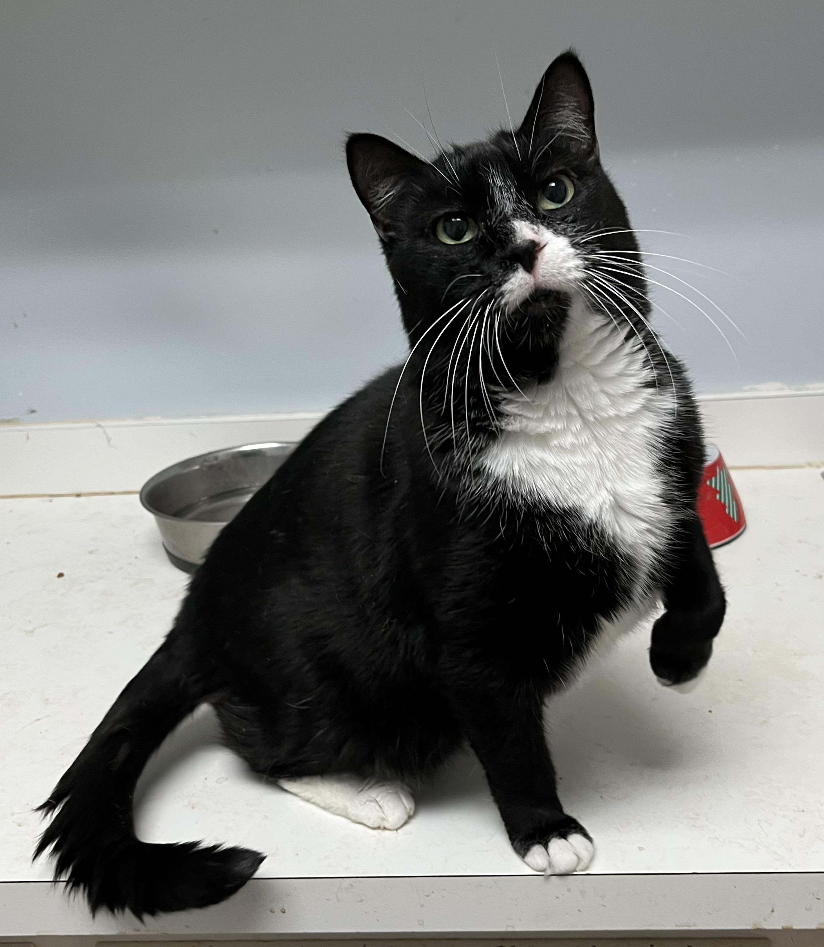 Mikey LOVE BUG, a Adoptable mixed breed in Mobile, AL image 3/5