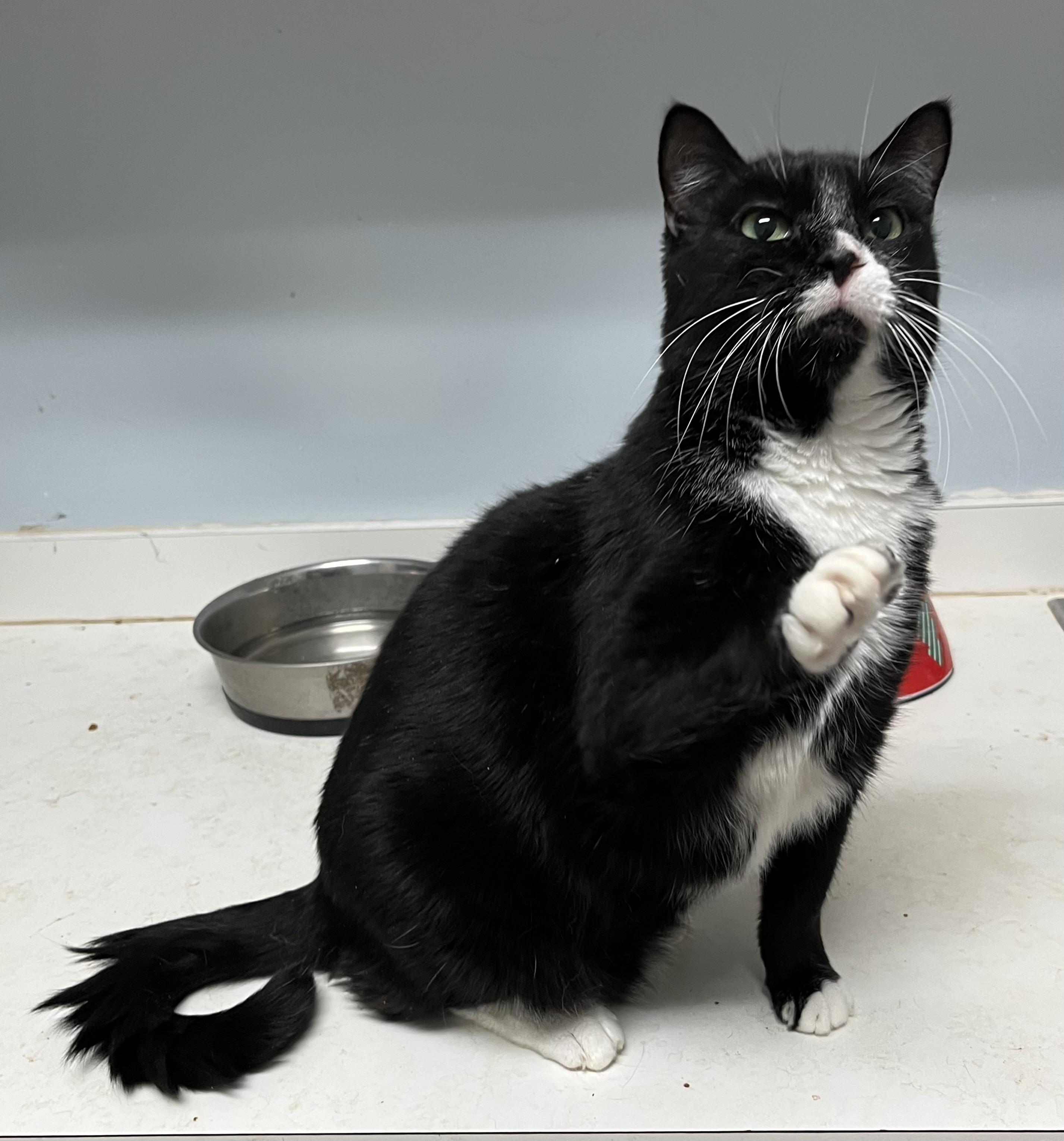 Mikey LOVE BUG, a Adoptable mixed breed in Mobile, AL image 5/5