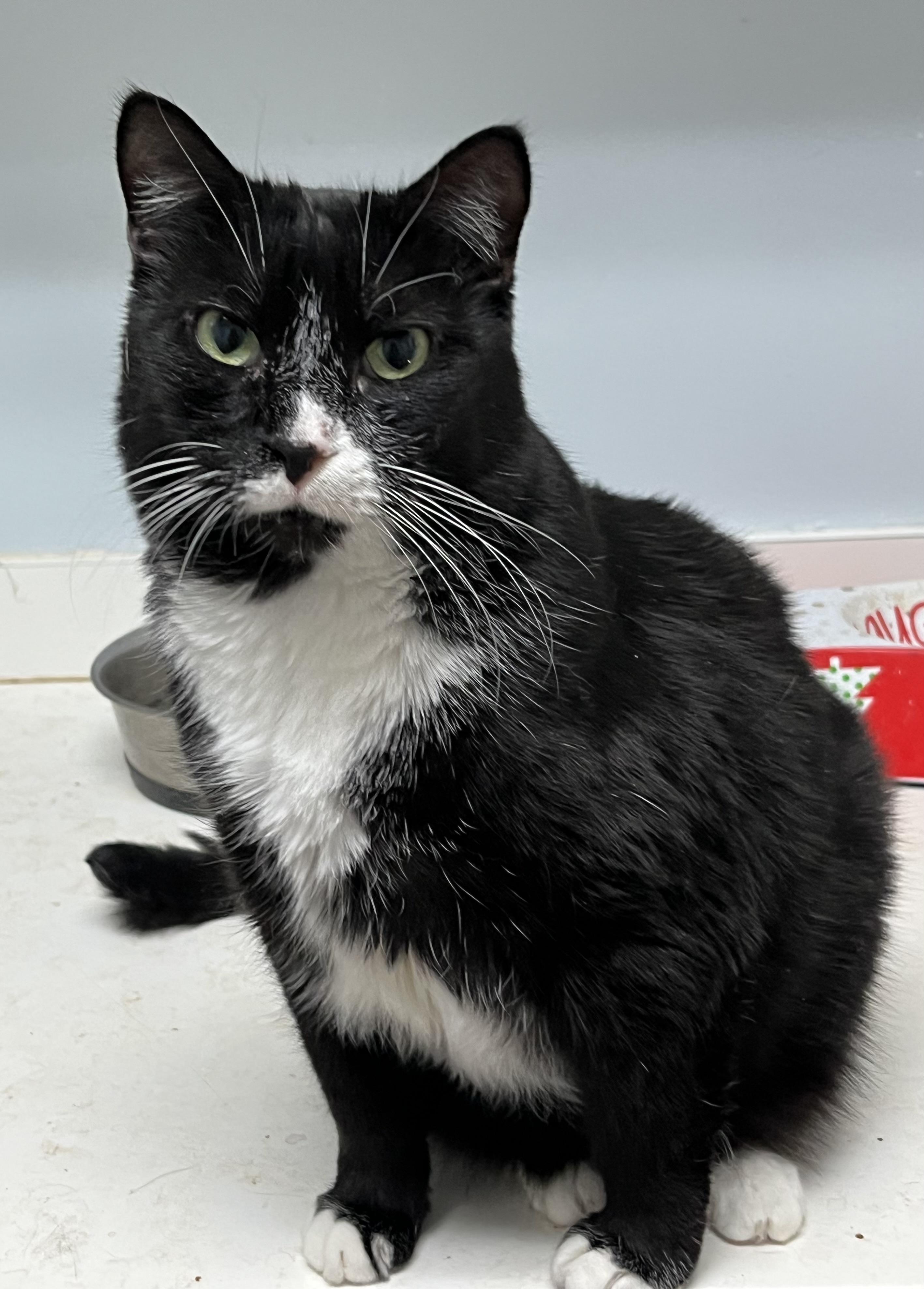 Mikey LOVE BUG, a Adoptable mixed breed in Mobile, AL image 2/5