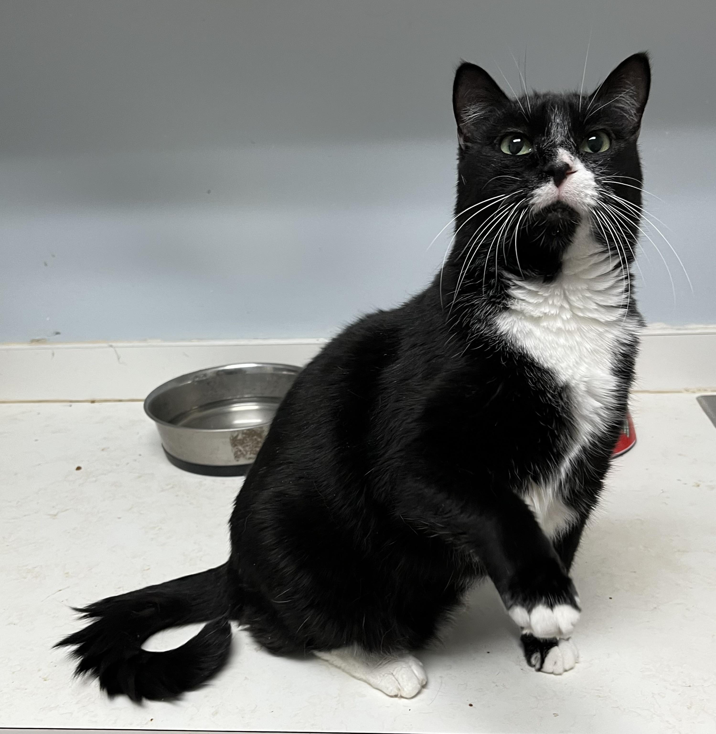 Mikey LOVE BUG, a Adoptable mixed breed in Mobile, AL image 1/5