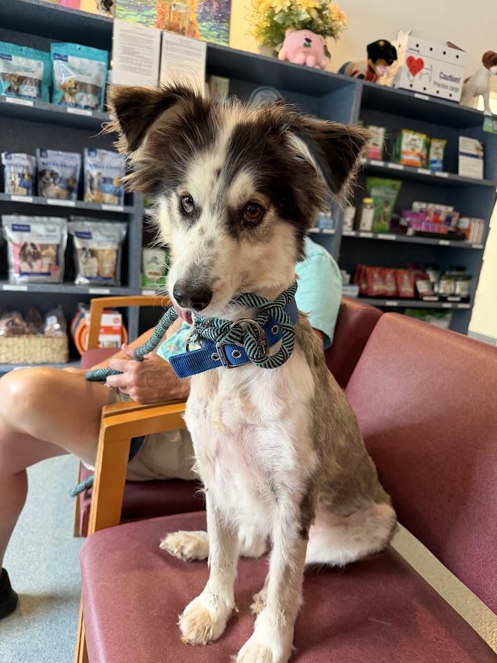 Enlarge Adi, a ADOPTABLE Border Collie in Prince Frederick, MD image 4/4