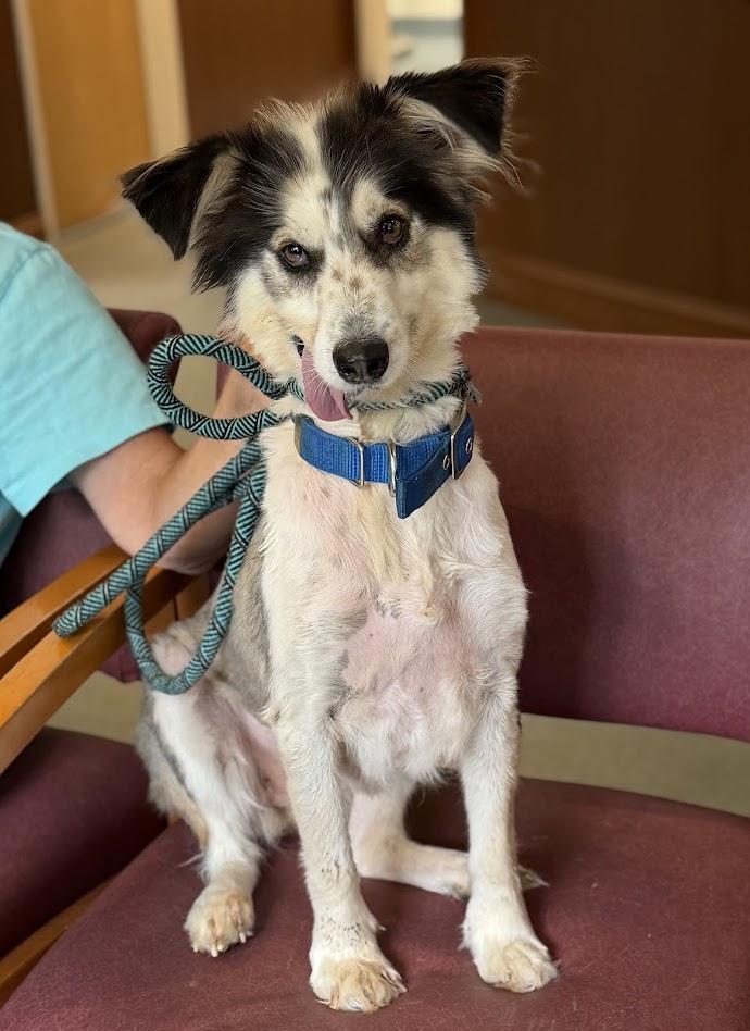Adi, ADOPTABLE, Adult Female Border Collie.