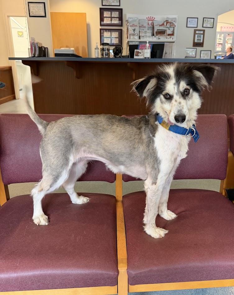 Enlarge Adi, a ADOPTABLE Border Collie in Prince Frederick, MD image 3/4