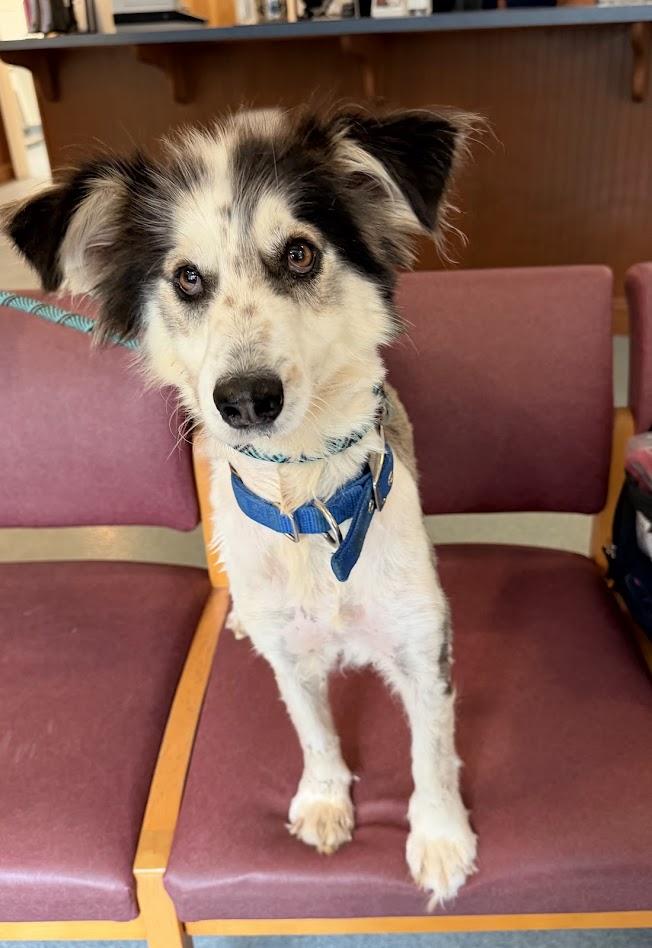 Enlarge Adi, a ADOPTABLE Border Collie in Prince Frederick, MD image 2/4