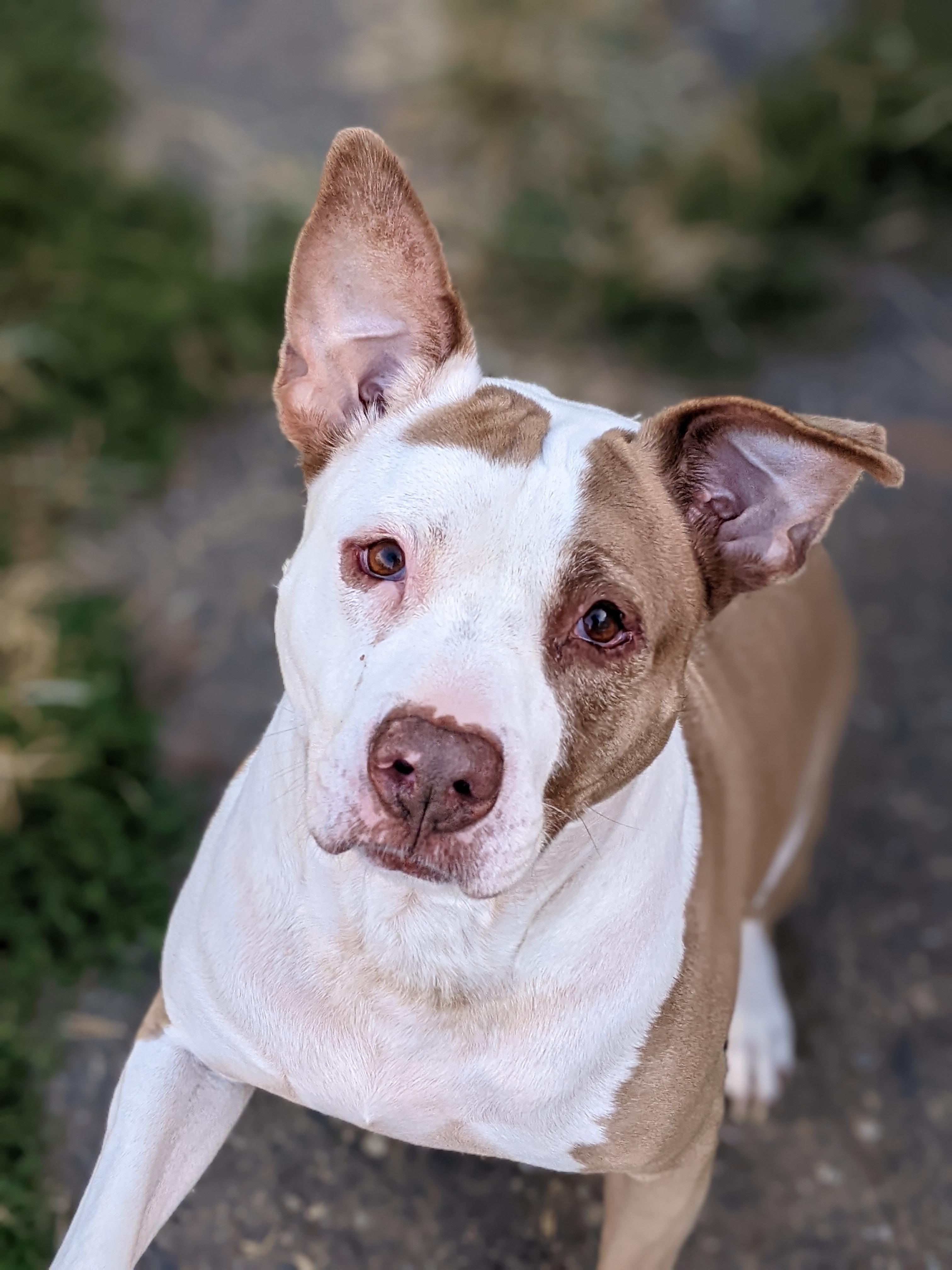 Enlarge Lucky Lucy, a Adoptable Pit Bull Terrier in North Canton, OH image 1/4