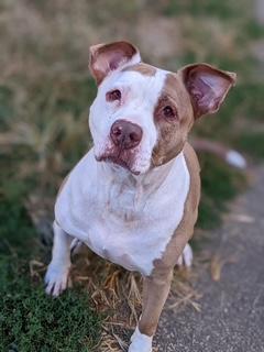 Enlarge Lucky Lucy, a Adoptable Pit Bull Terrier in North Canton, OH image 2/4