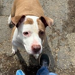 Enlarge Lucky Lucy, a Adoptable Pit Bull Terrier in North Canton, OH image 4/4