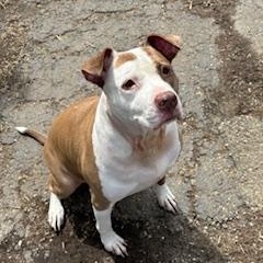 Enlarge Lucky Lucy, a Adoptable Pit Bull Terrier in North Canton, OH image 3/4