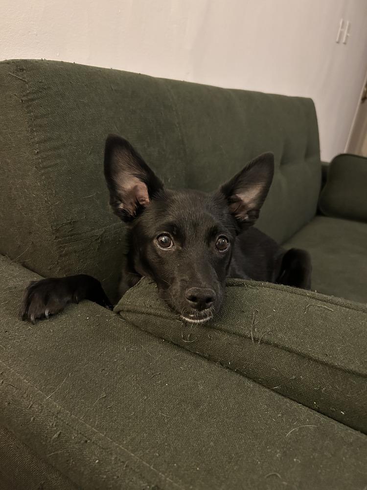 Holiday, a Adoptable mixed breed in Manhattan, NY image 1/4