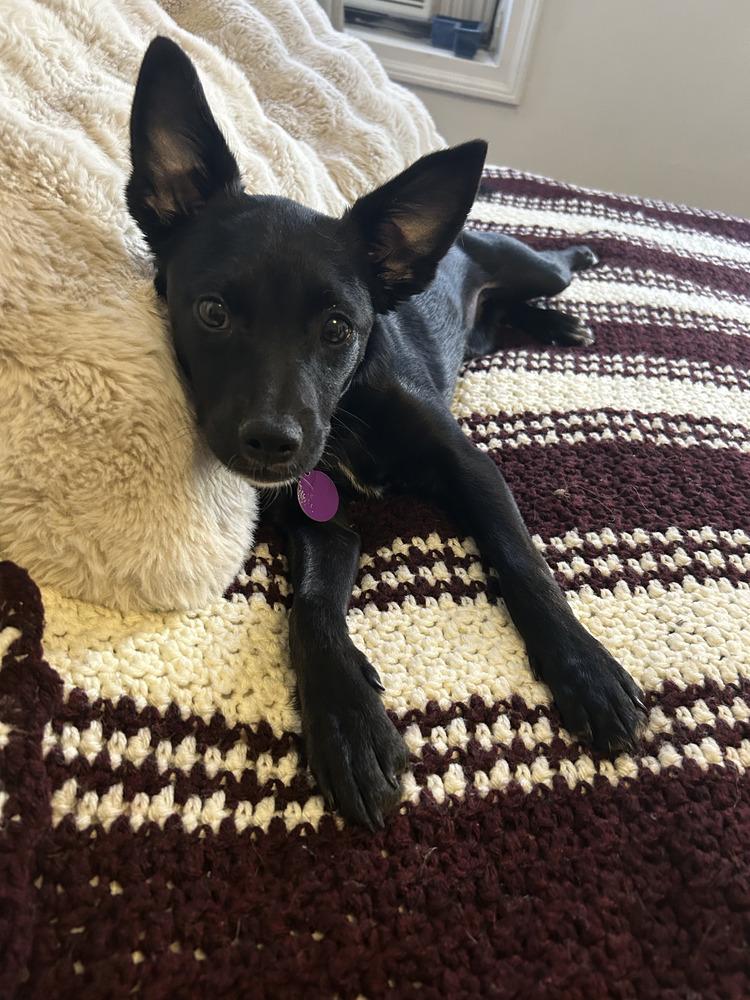 Holiday, a Adoptable mixed breed in Manhattan, NY image 2/4