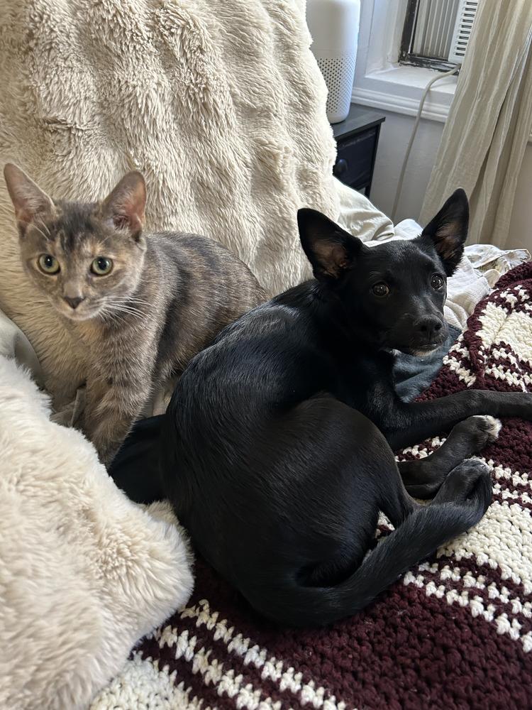 Holiday, a Adoptable mixed breed in Manhattan, NY image 3/4