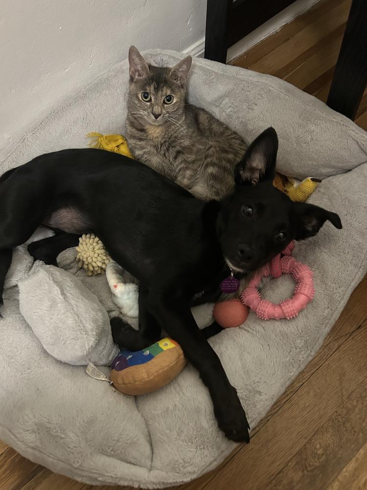 Holiday, a Adoptable mixed breed in Manhattan, NY image 4/4