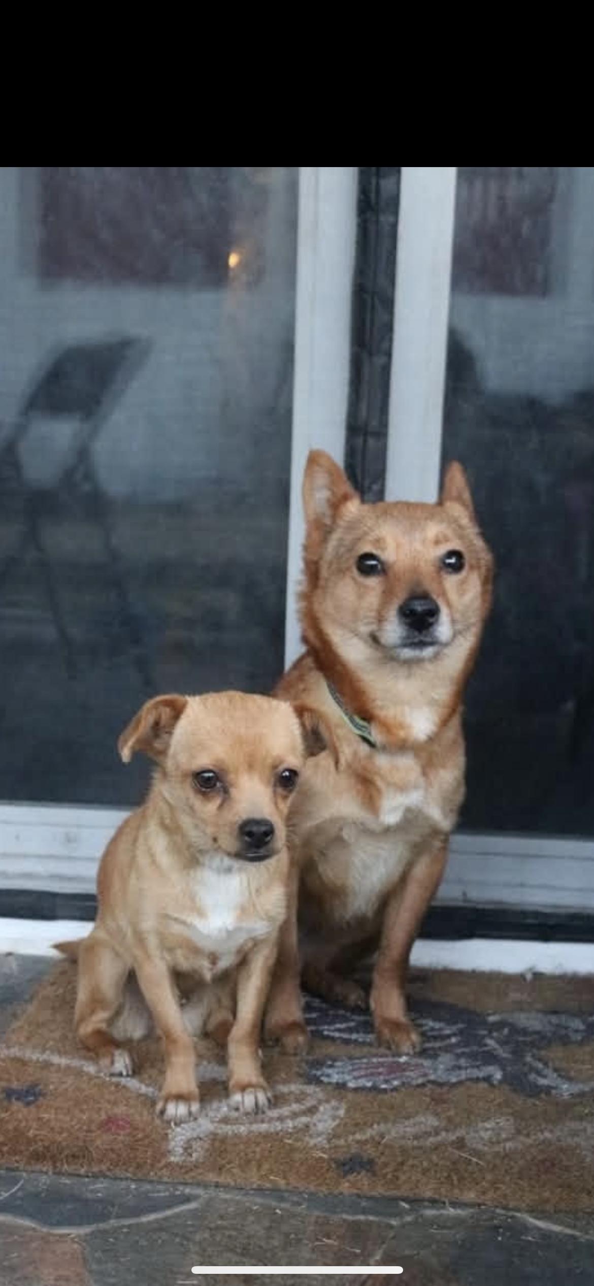 Enlarge Laparas, an adopted mixed breed in Hamden, CT image 2/6